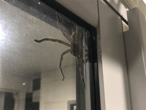 Hauntingly huge huntsman spider perches on window of Australian house ...