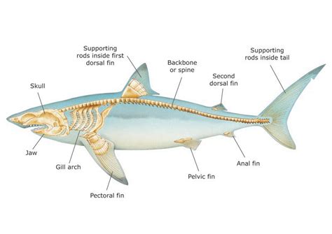 evolution - The pectoral fins of a whale and a shark. Are they ...