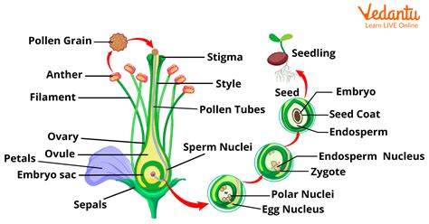 Fertilization In Plants - Steps, Types and Diagram