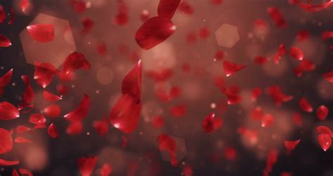 Free photo: Red rose petals - Flower, Love, Petal - Free Download - Jooinn