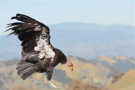 California Condor | Audubon California