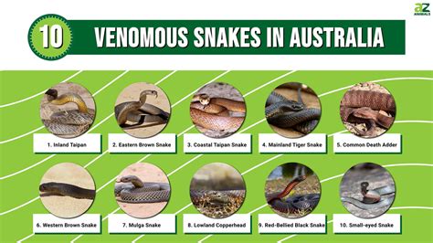 10 Venomous Snakes In Australia - A-Z Animals