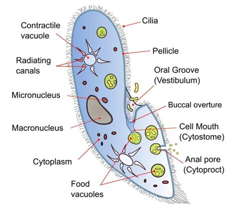 Phylum: protozoa - Overall Science