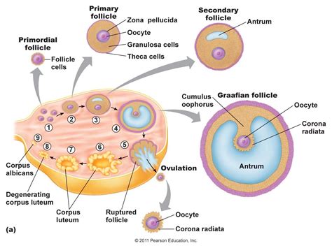 [DIAGRAM] Medulla Of Ovary Labeled Diagram - MYDIAGRAM.ONLINE