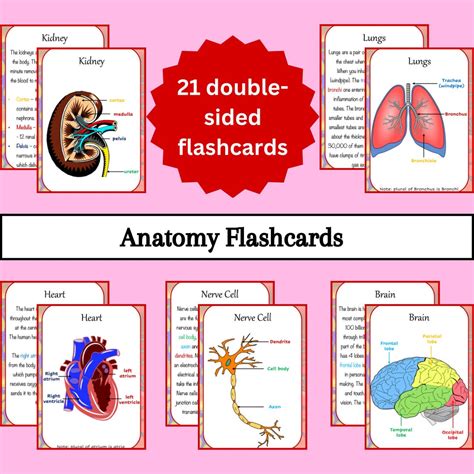 Anatomy Bundle Flashcards Pdf Anatomy Flashcards Flashcards Anatomy ...