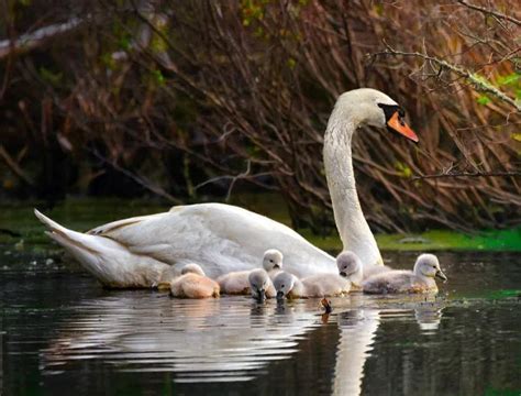 Swan vs Goose: 12 Amazing Tips To Tell The Two Waterfowls Apart! - Bird ...