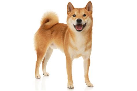 Shiba Inu (character, nutrition, care)