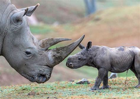 Cute Baby Animals: The Most Adorable Zoo Babies of 2015