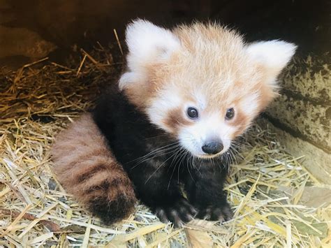 Ladies and gentleman, a Red Panda cub. : r/aww