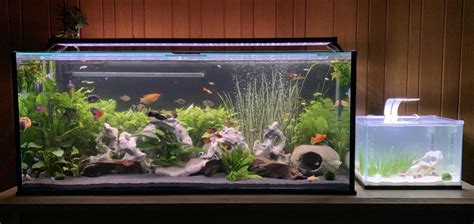 Fish Tank Setup (Beginners Guide): How to Set Up an Aquarium