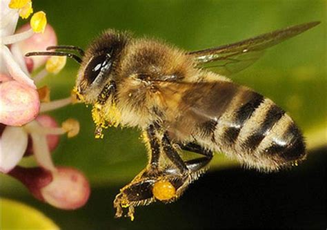 Factsheet - Apis mellifera (The Honey Bee) | Bee, Honey bee, Types of bees