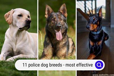 11 Police Dog Breeds (with Photos) - Most Effective - OodleLife®