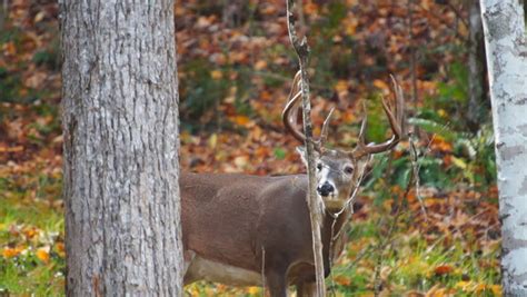 Whitetail Deer Mature Buck Behavior In October Stock Footage Video ...