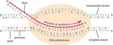 RNA Transcription | Microbiology