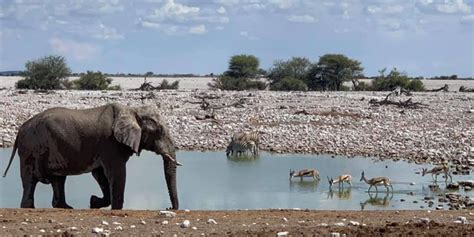 Improving Aspects of Etosha National Park in Namibia