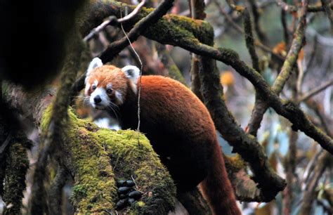 First large-scale study of Red Pandas in Nepal released - Red Pandazine