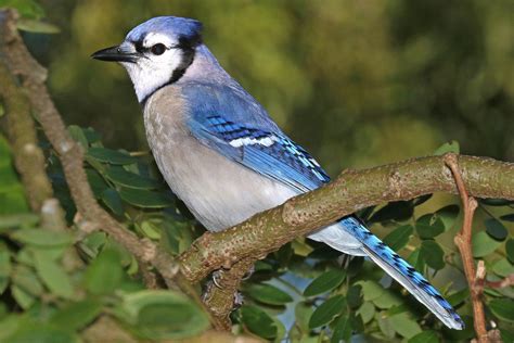 Blue Jay Weird Facts, Fun Facts, Crazy Facts, Blue Jay Bird, Common ...