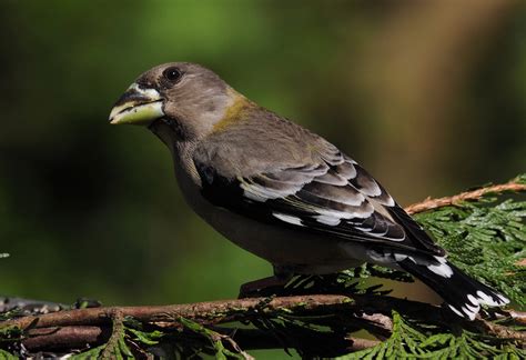 Evening Grosbeaks In The Morning – West Coast Notebook