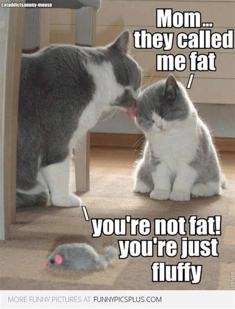 Fat Cat Pictures, Kitten Pictures, Funny Animal Pictures, Cat Pics, Fat ...