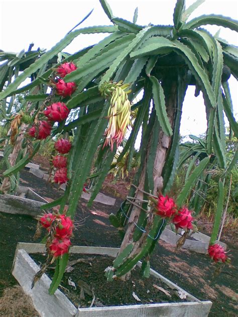 tanaman buah buahan: tanaman buah naga kuning hybrida/ naga super red