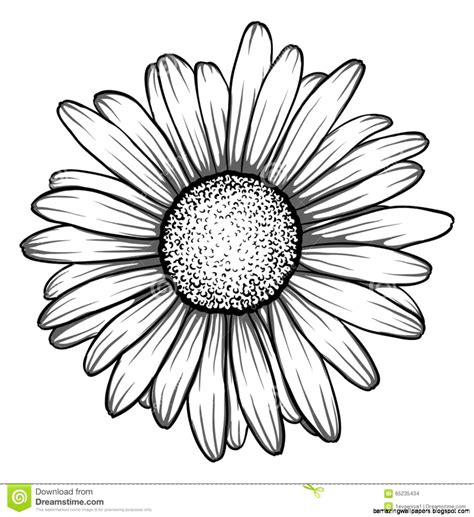 Daisy Drawing | Amazing Wallpapers