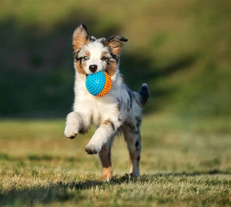 Puppy games: Use engaging activities for training and bonding