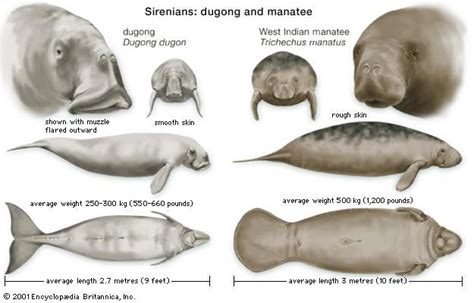 Sirenian | mammal | Britannica.com