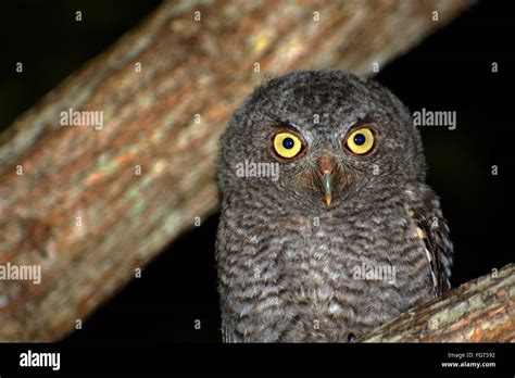 Owl Yellow Eyes at Night Stock Photo - Alamy