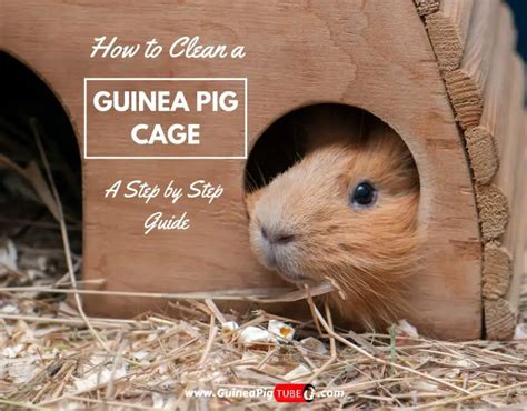 How to Clean a Guinea Pig Cage? | A Step-by-Step Guide - Guinea Pig Tube