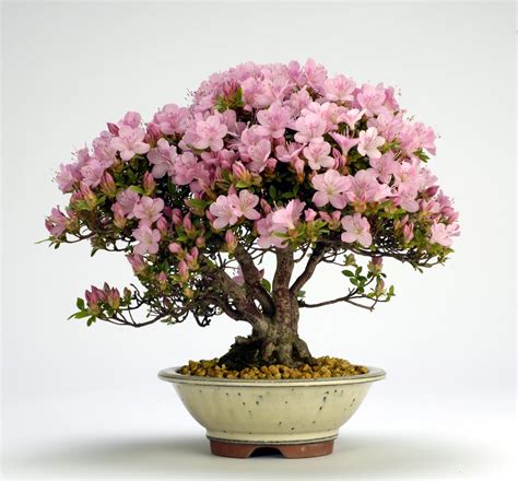 Azalea Bonsai Tree Care Guide (Rhododendron indicum) - Bonsai Tree Gardener