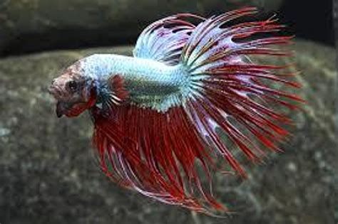 Crowntail Dragonscale Betta - Show Male - Bluegrassaquatics.com