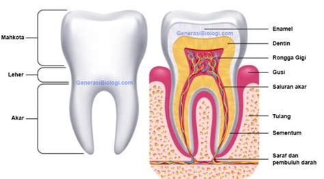 STRUKTUR DAN FUNGSI GIGI MANUSIA - Khazanah IlmuKhazanah Ilmu