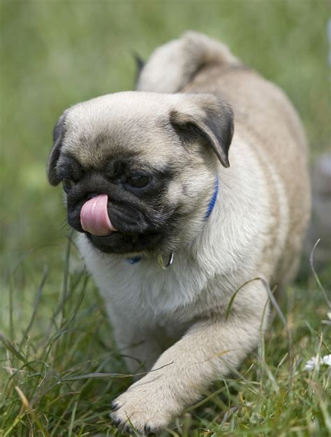 Cute pug puppy going for a walk! - About Pug