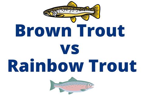 Brown Trout vs Rainbow Trout - What's the Difference?