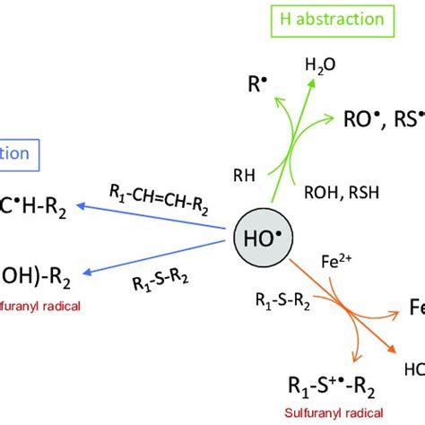 The chemical reactions of the hydroxyl radical. | Download Scientific ...