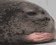 Spinning Seal Meme Gif - Draw-plum