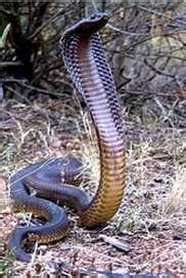 Cape cobra, most dangerous snake in Africa? - Snake Facts