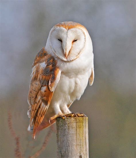 Barn Owl | Amazing Animal Basic Facts & Pictures | Animals Lover