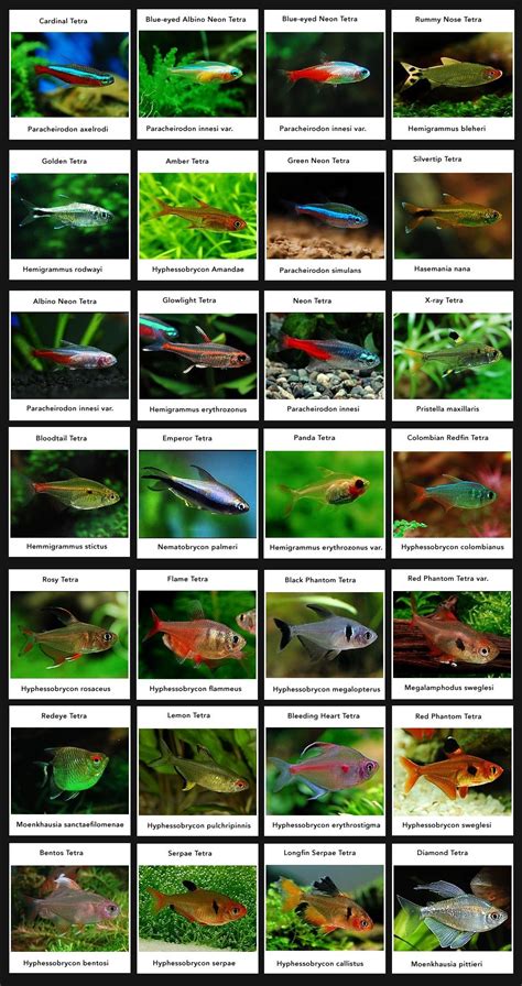 Type of tetras Tropical Freshwater Fish, Tropical Fish Aquarium ...