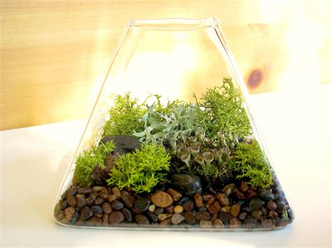 Modern Pyramid Lichen Moss Terrarium