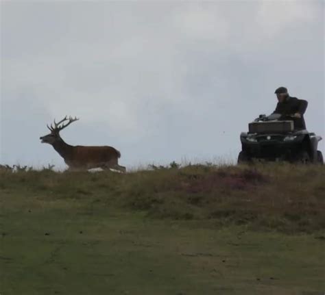 And so it begins... cruel stag hunting starts again - Hunt Saboteurs ...