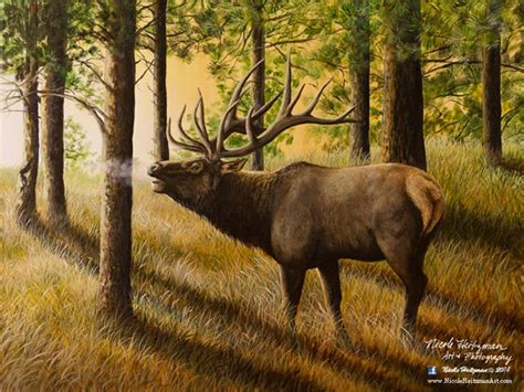 Elk Print Evening Echoes Elk Art Elk Painting Elk Hunting Giclee Canvas ...