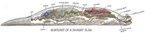 Image - Swamp slug anatomy.png | Wookieepedia | Fandom powered by Wikia