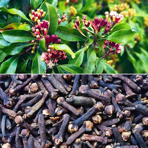 Major clove producing states in India - production and area under ...