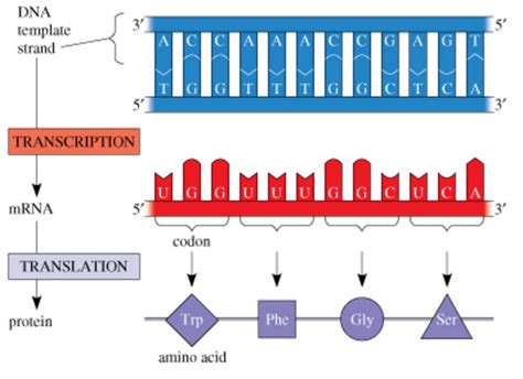 How are amino acid sequences related to DNA? | Socratic