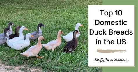 Top 10 Domestic Duck Breeds in the US