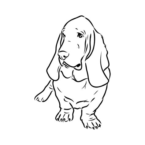 basset hound vector sketch 7315079 Vector Art at Vecteezy