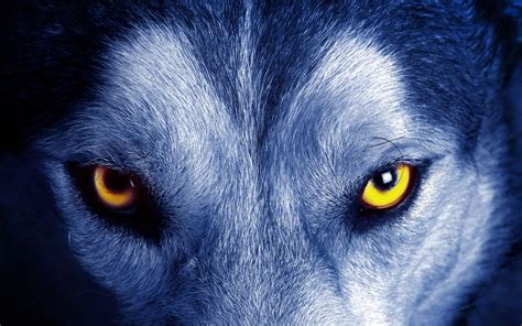 nature, Animals, Yellow Eyes, Wolf, Closeup, Fur, Face Wallpapers HD ...