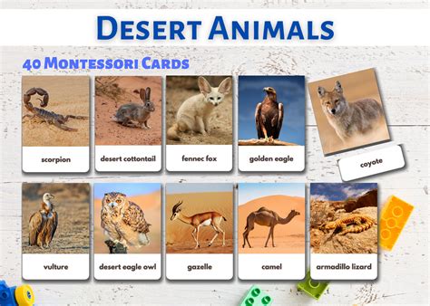 40 Desert Animals Flashcards Real Pictures Editable | Etsy