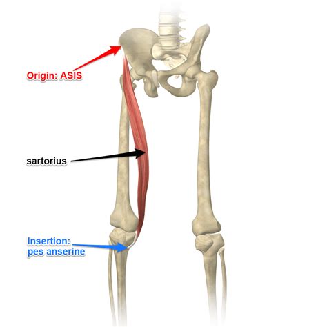 Sartorius muscle attachments and actions as it relates to yoga